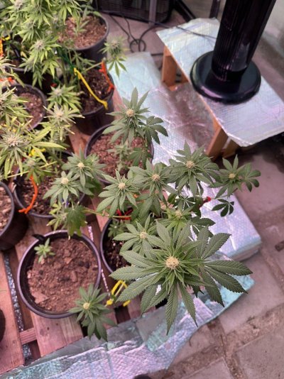 i-brought-an-outdoor-plant-inside-featuring-philzon-contest-light.jpeg