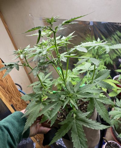 From Friends At The Farm