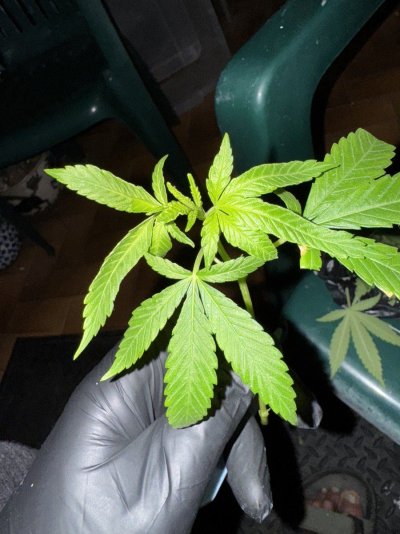 leaf-morphology-issues-ethos-genetics-marshmallow-og.jpeg