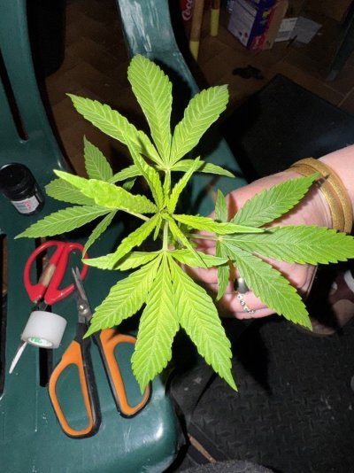 leaf-morphology-issues-ethos-genetics-marshmallow-og-2.jpeg