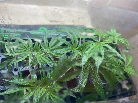 Soaking Big Cuttings (no trimming leaves) for 48 (even more) Hours before Root Riots = No Wilting at all!