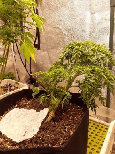 Growing only the fasciated stem