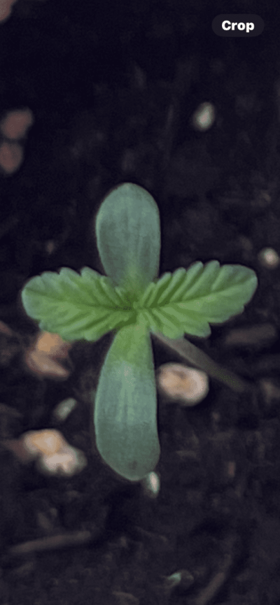 When to water again after 1st transplant (plants are 3 weeks)