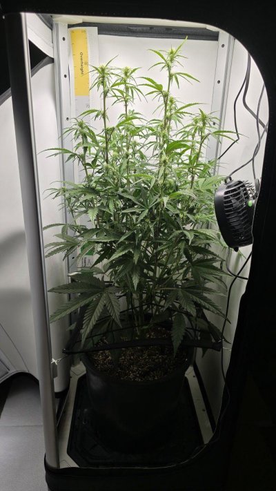 Need Advice - Flower Stretched Too Close to Light in Vivosun Growbox