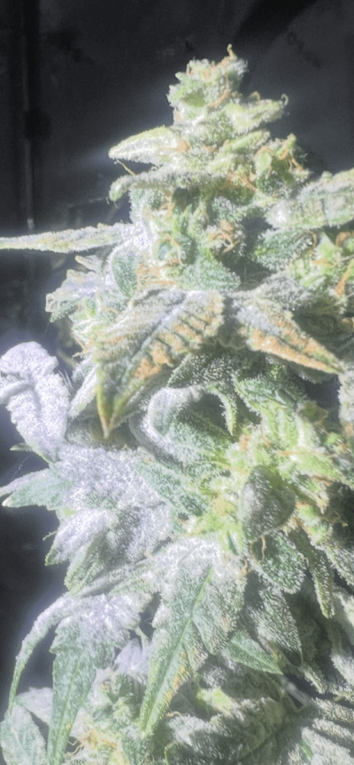 White mold or not please help