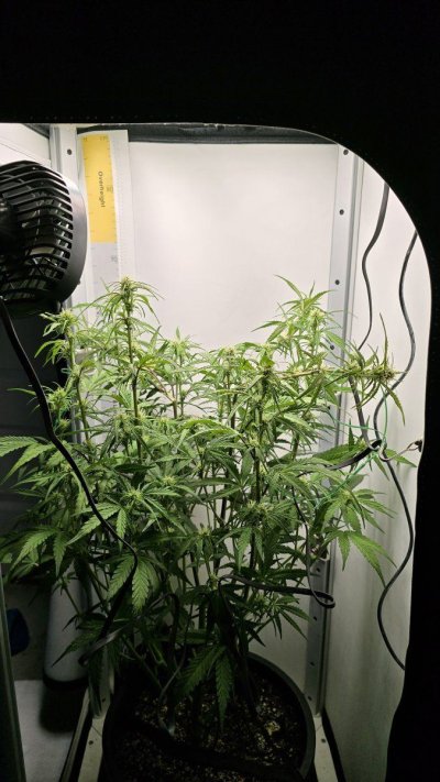 Need Advice - Flower Stretched Too Close to Light in Vivosun Growbox