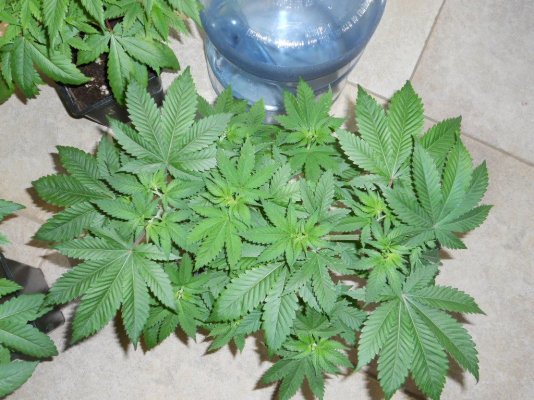 babies 11-3-11 009.JPG