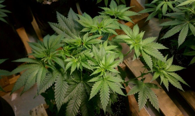 soma-seeds-somango-journal-3.jpg