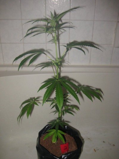 sd2 day27f c.JPG