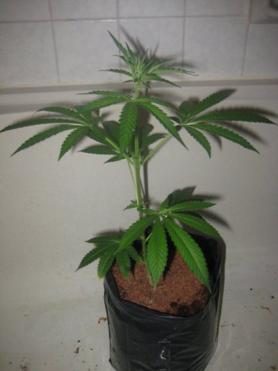 sd5 day27f c.JPG