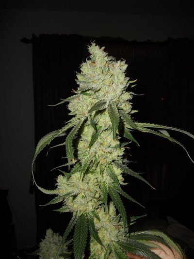 Chop 11-7-11 001.JPG