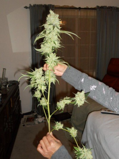 Chop 11-7-11 002.JPG