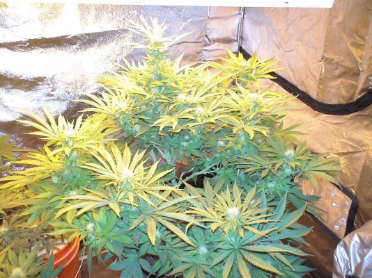 Living hydro 022.jpg