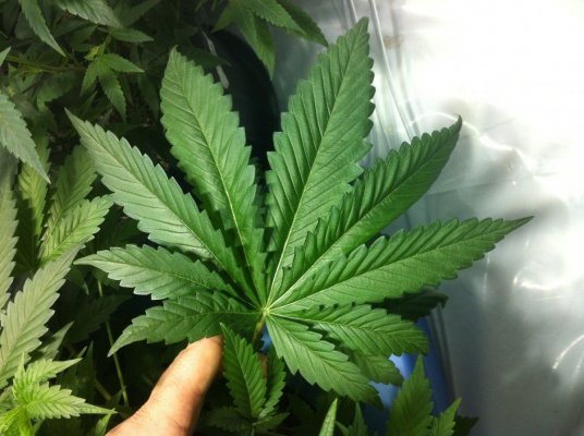 The QB does the Bubba x OG
