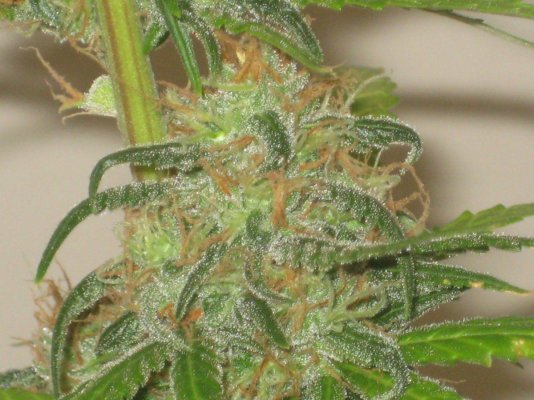 tw day56f d.JPG