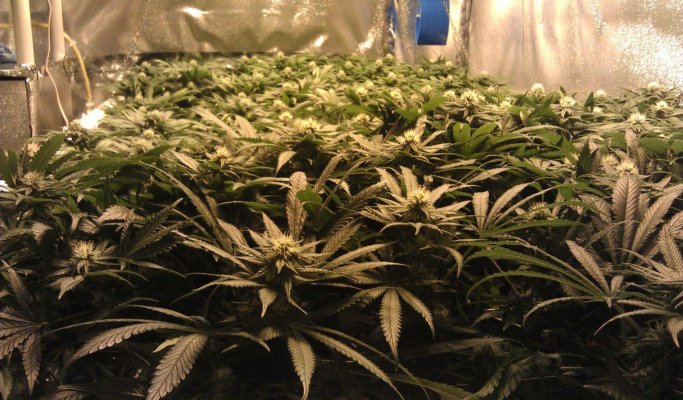 Day21 Nov8 TrayB Buds.jpg