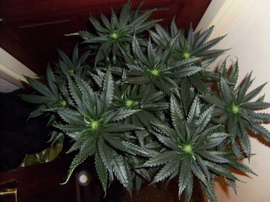 katana og17.JPG