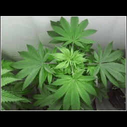afghan kush n 'vanilla kush
