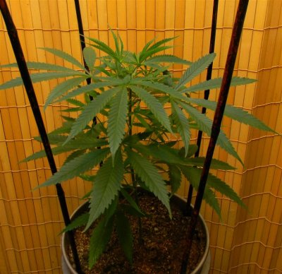 How do you support your lanky/weak strains?