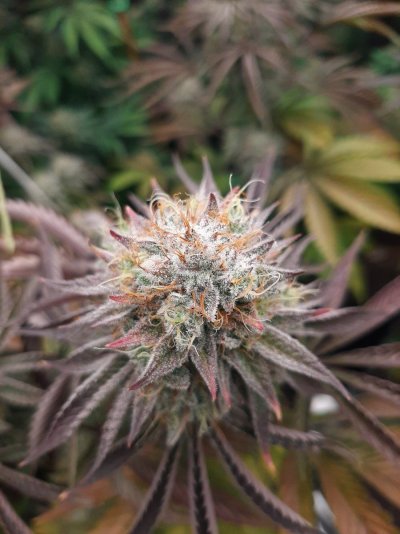 Photo periods in bloom!  Share your pics and advice.