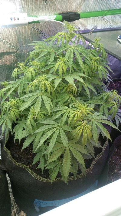 Having problems with one of my plants not doing well cannot figure out.