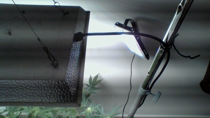 Help just Switched light Cycle to 12/12