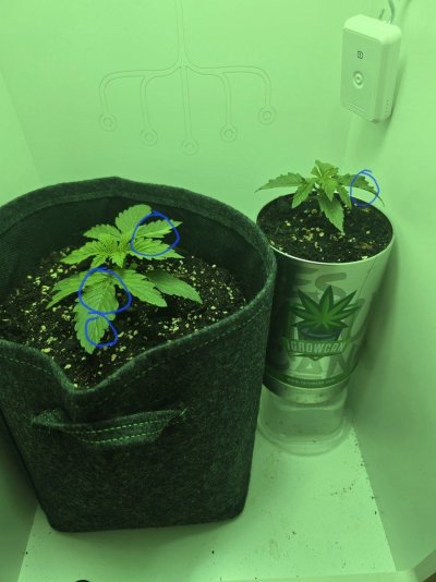 please-help-this-first-time-grower-with-his-first-time-trouble-4.jpg