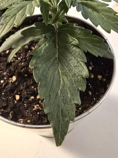 please-help-this-first-time-grower-with-his-first-time-trouble-7.jpg