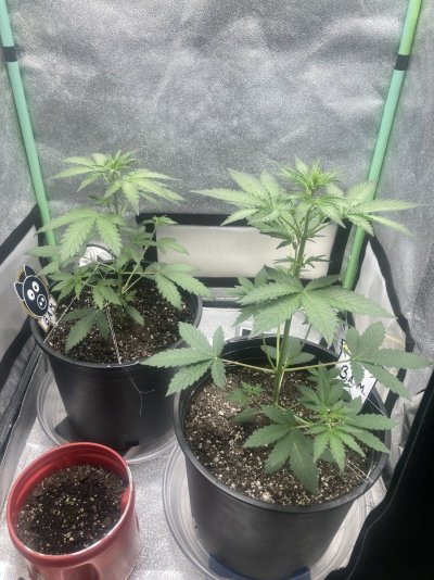 Having some slight drooping on one or two autos. Am I overreacting?