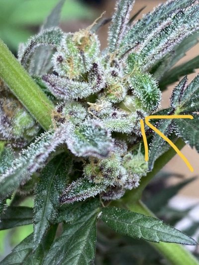 From Friends At The Farm
