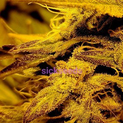 Ready to Harvest? Should I defoliate?