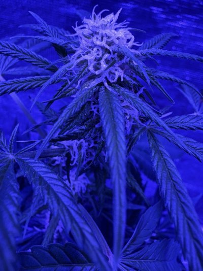 Gold Leaf Strain by ILGM