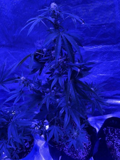Gold Leaf Strain by ILGM