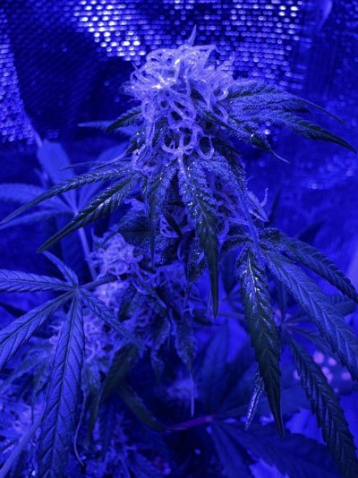 Gold Leaf Strain by ILGM