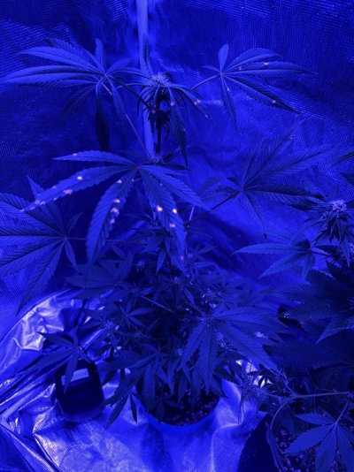 Gold Leaf Strain by ILGM
