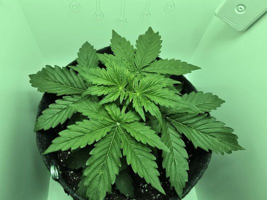 Please help this first time grower with his first time trouble