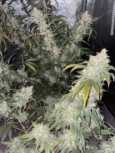 It’s been awhile!  Just another Auto grow