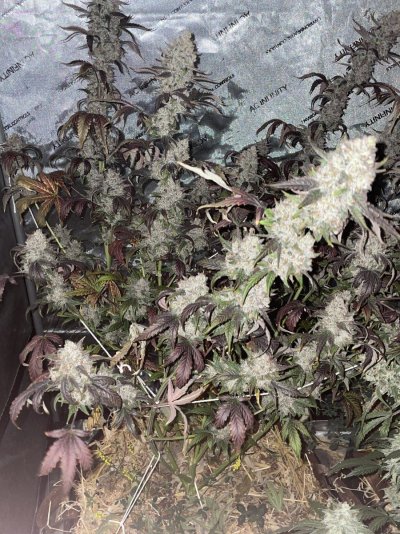 It’s been awhile!  Just another Auto grow
