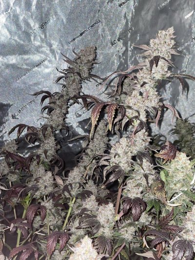 It’s been awhile!  Just another Auto grow