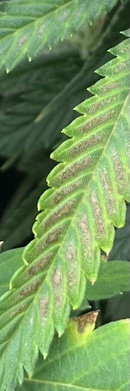 Ph too high or low?