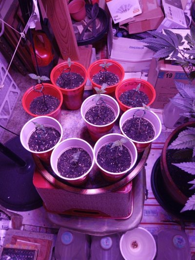 Chaotic Gardening 2025 Outdoor, greenhouse, and seed roulette!
