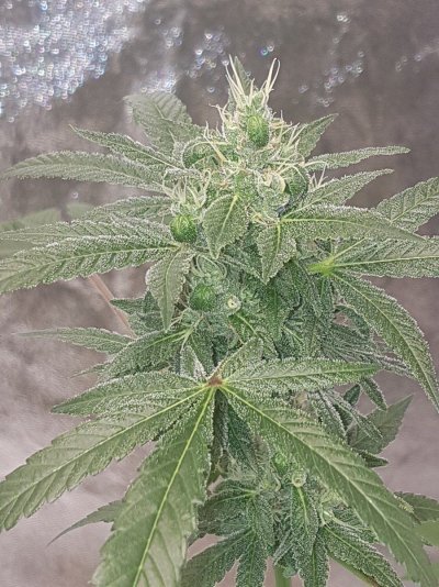 are-these-ready-to-be-harvested-yet-4.jpg