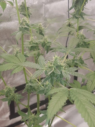 are-these-ready-to-be-harvested-yet-5.jpg