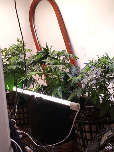 Any free seeds I can have ?? I will post the whole grow seed to stoned .thanks