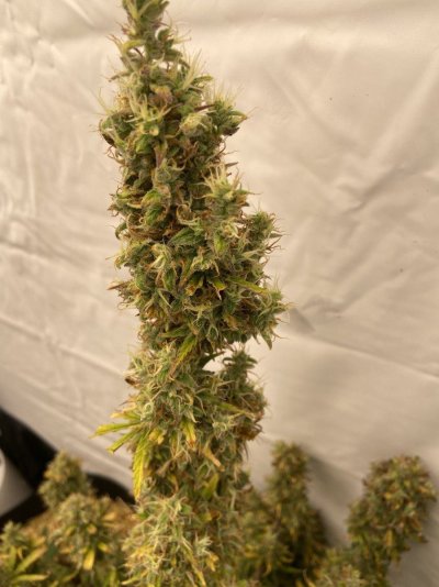 How close are these / My first plants