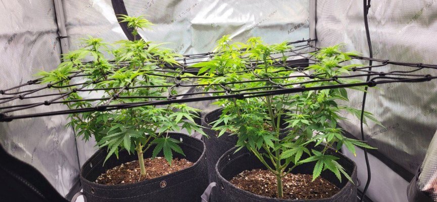 Flipped 10 days ago: Did I defoliate enough?