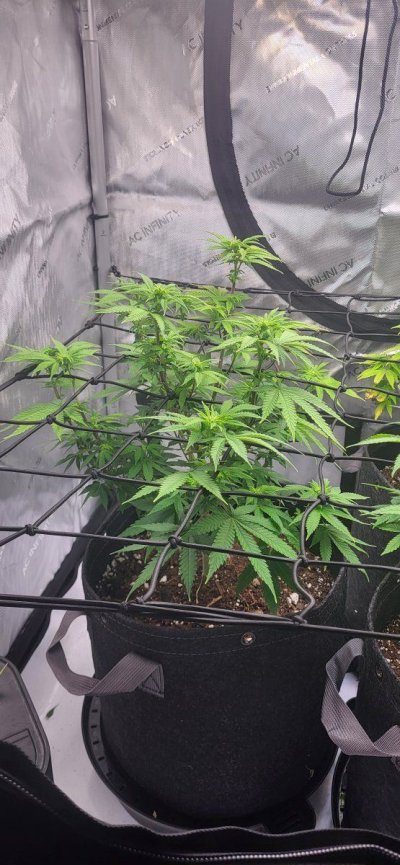 Flipped 10 days ago: Did I defoliate enough?
