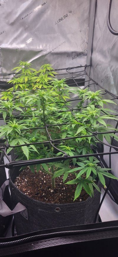 Flipped 10 days ago: Did I defoliate enough?