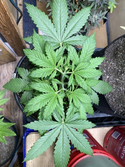 From Friends At The Farm