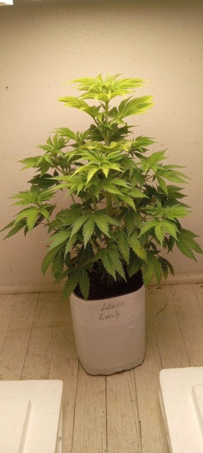 30 years since i was able to grow some weeds. i am now the proud parent of some beautiful girls....  :  )(  :